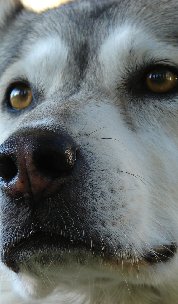 Аляскинский маламут крупным планом