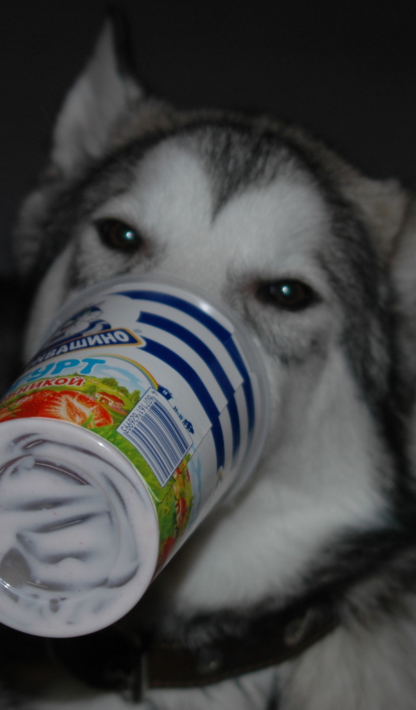 Аляскинский маламут ужинает