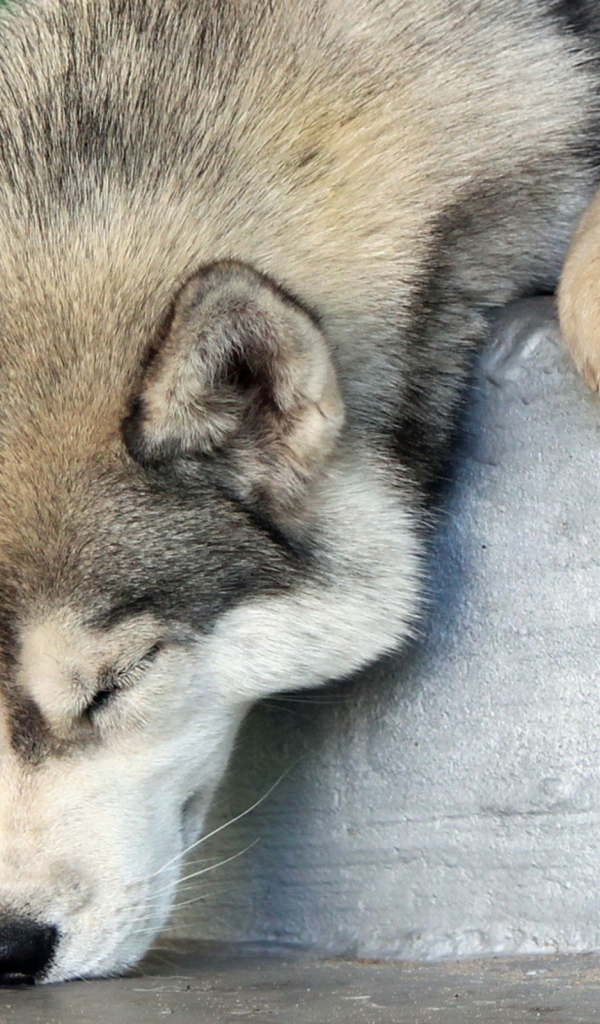 Аляскинский маламут уснул