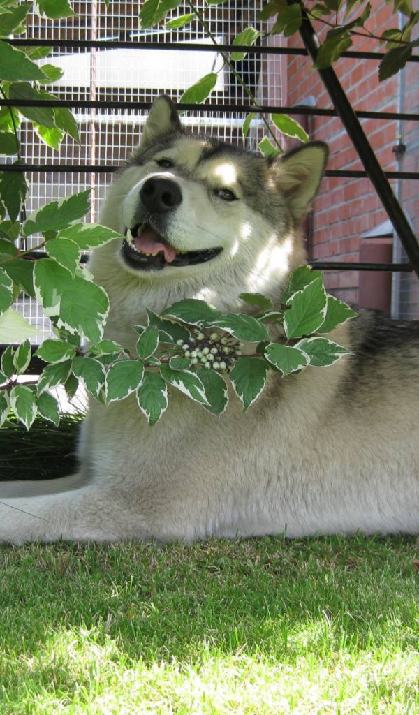 Аляскинский маламут в кустах