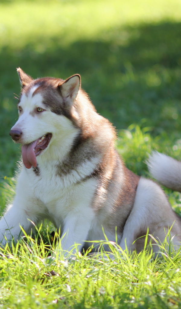 Аляскинский маламут в траве