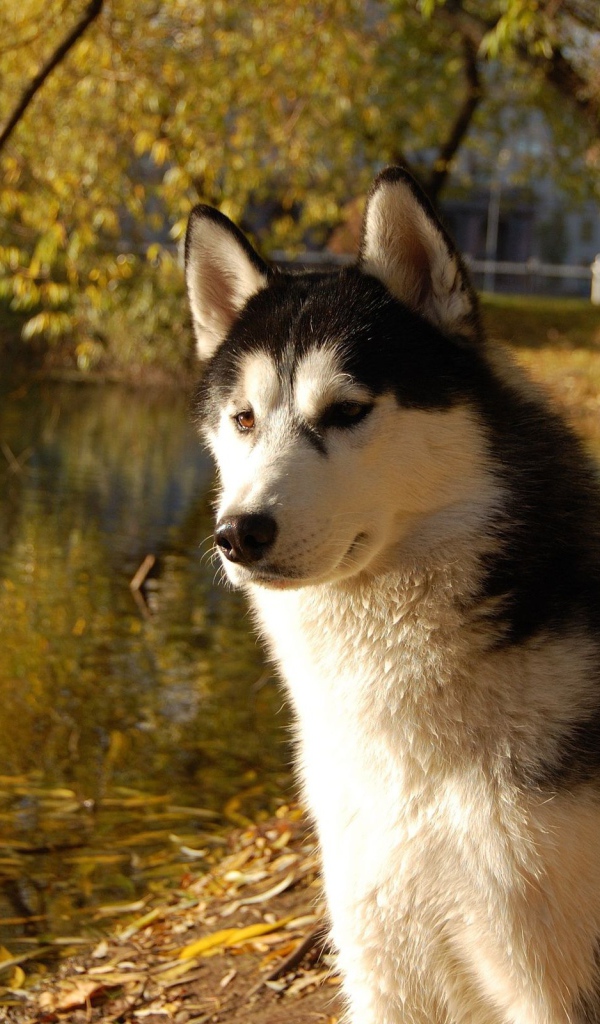 Аляскинский маламут на берегу озера