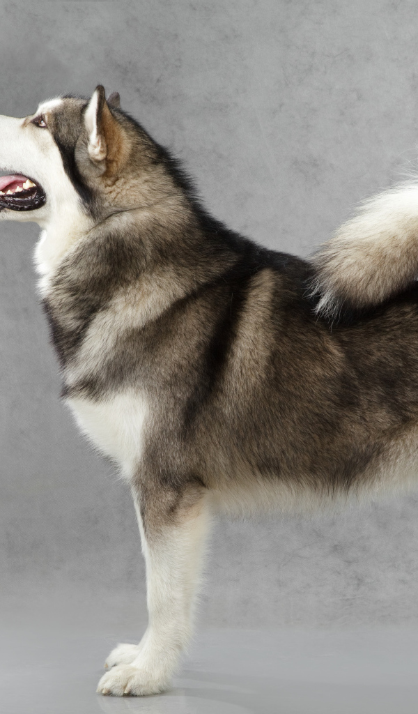 Аляскинский маламут позирует