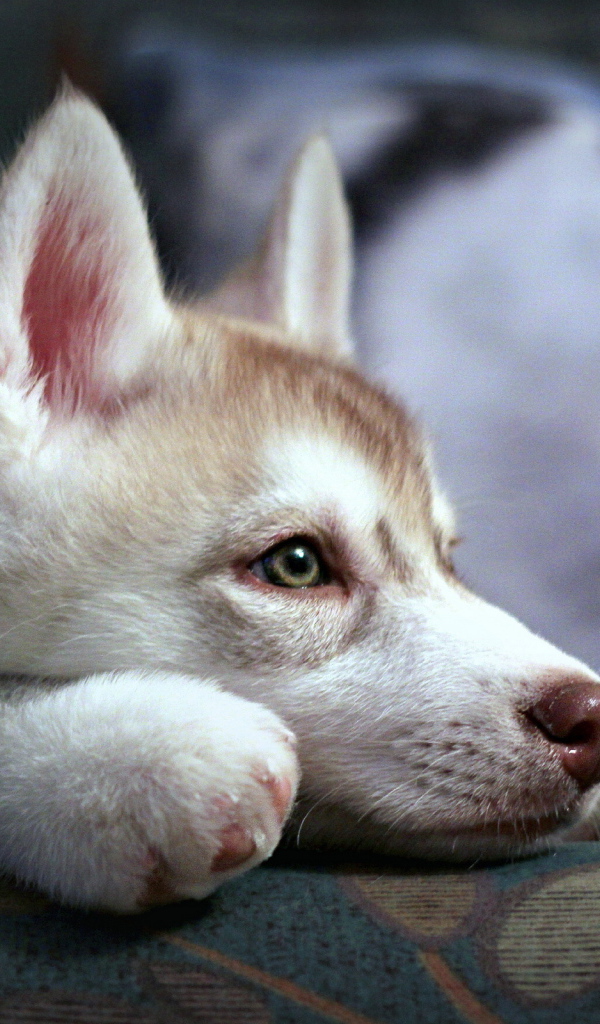 Щенок аляскинского маламута