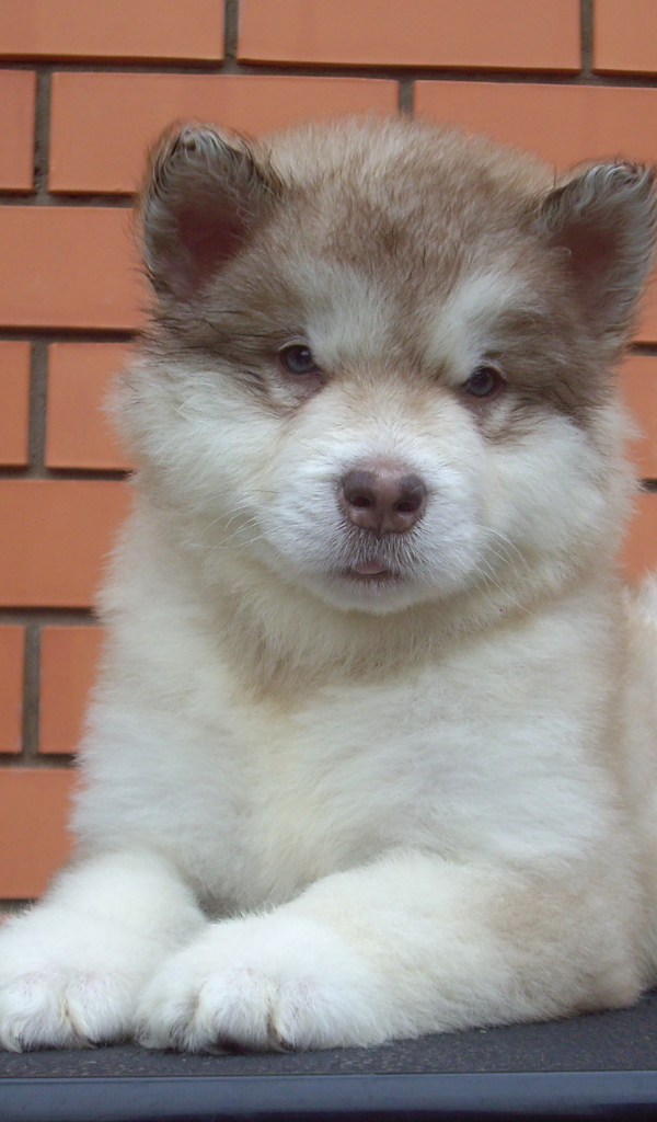 Щенок аляскинского маламута показывает язык