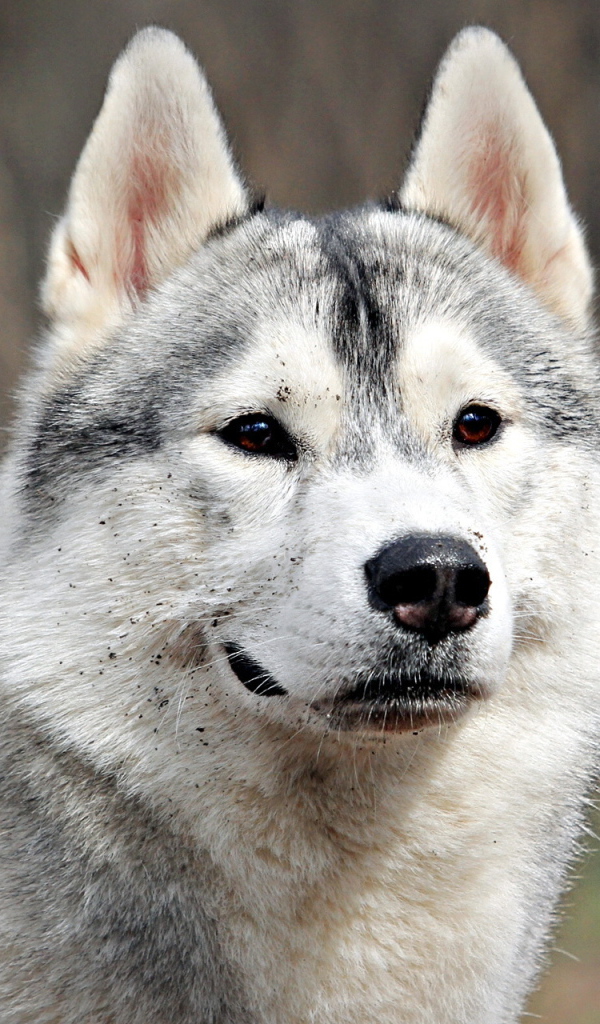 Аляскинский маламут испачкался