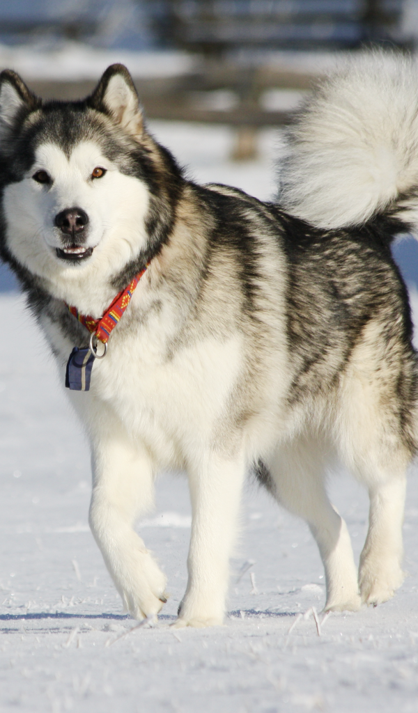 Аляскинский маламут засмотрелся