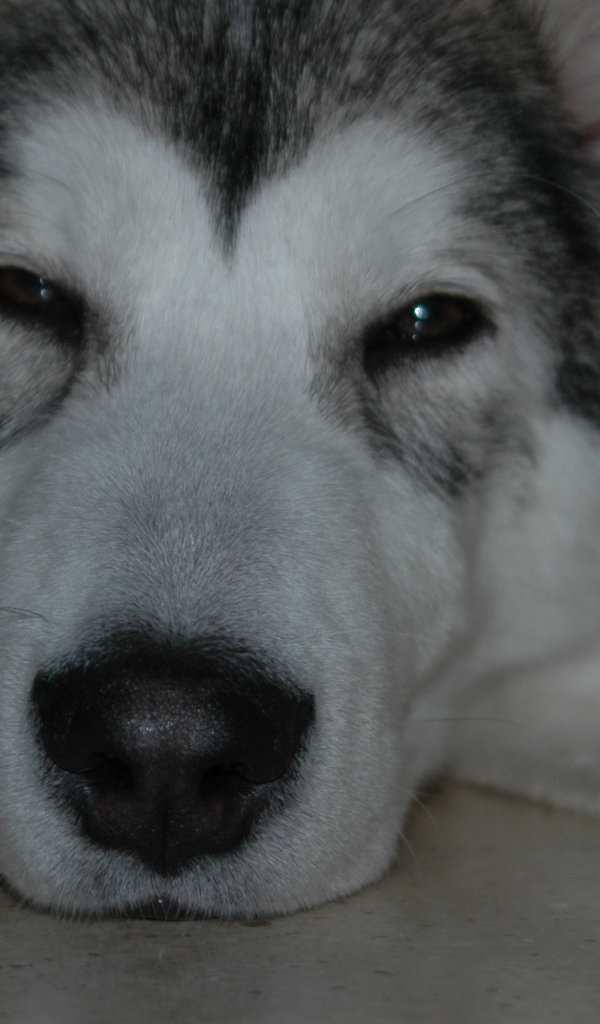 Аляскинский маламут хочет спать