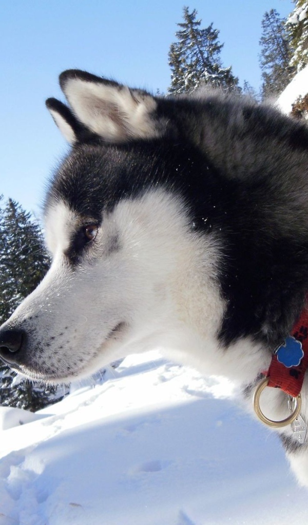 Аляскинский маламут с красным ошейником