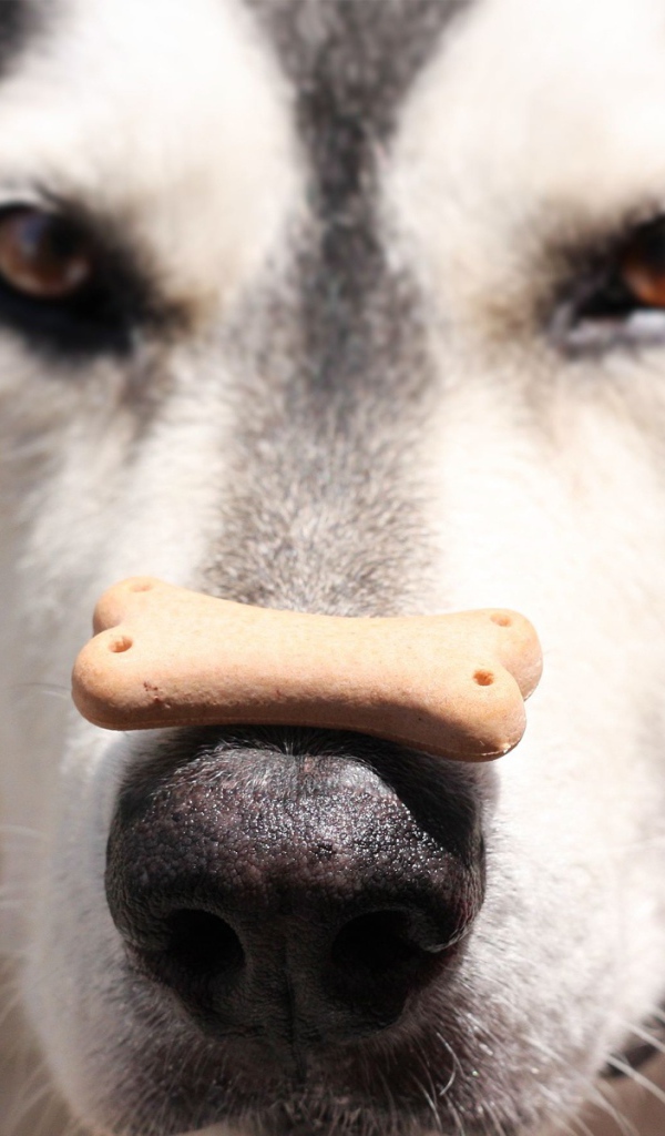 Аляскинский маламут с лакомством на носу