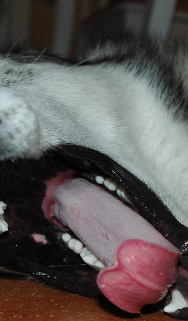 Аляскинский маламут зевнул