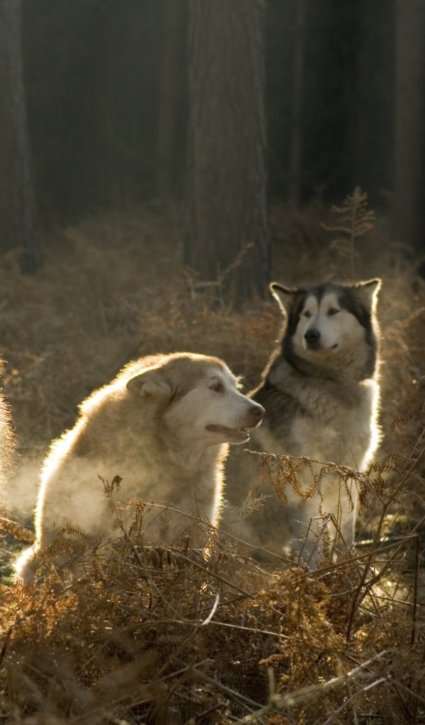 Аляскинские маламуты в лесу