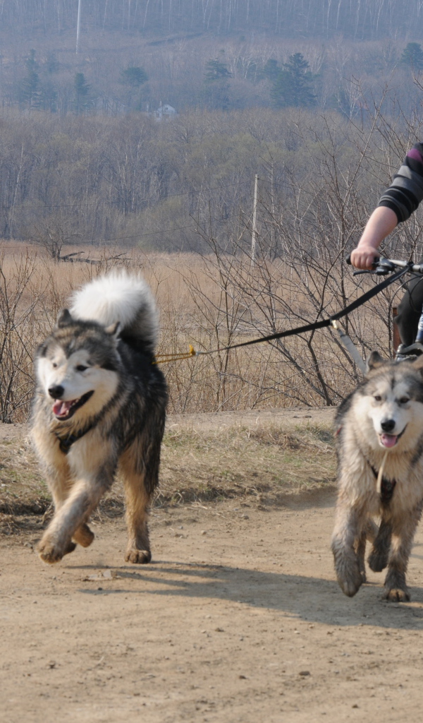 Аляскинские маламуты в летнем варианте упряжки