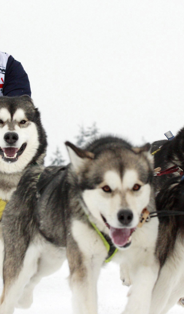 Аляскинские маламуты бегут в упряжке