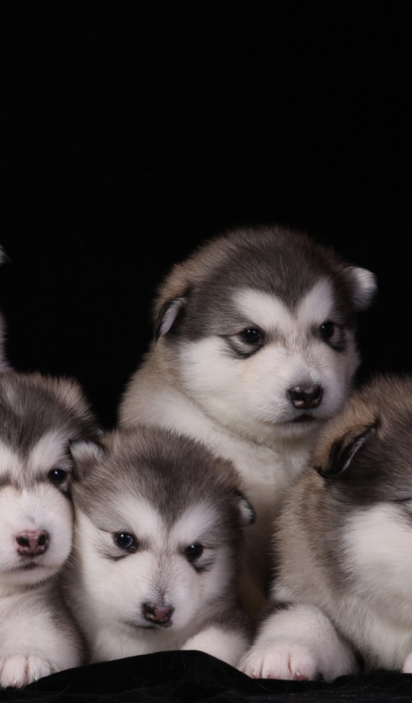 Щенки аляскинского маламута