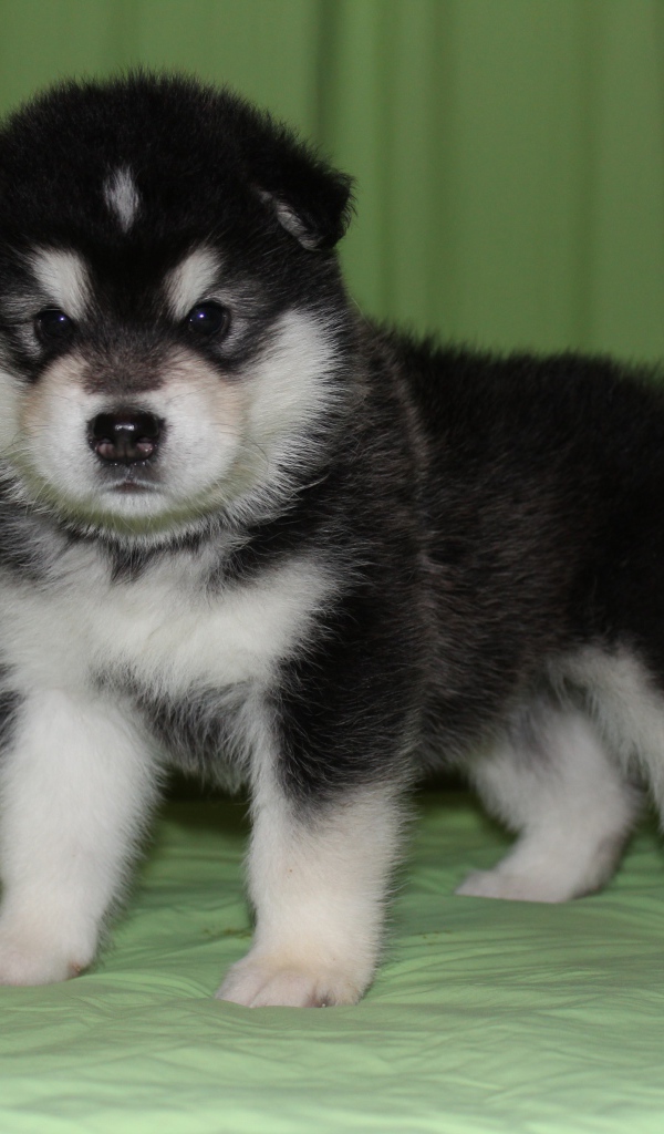 Щенок аляскинского маламута на зелёном фоне