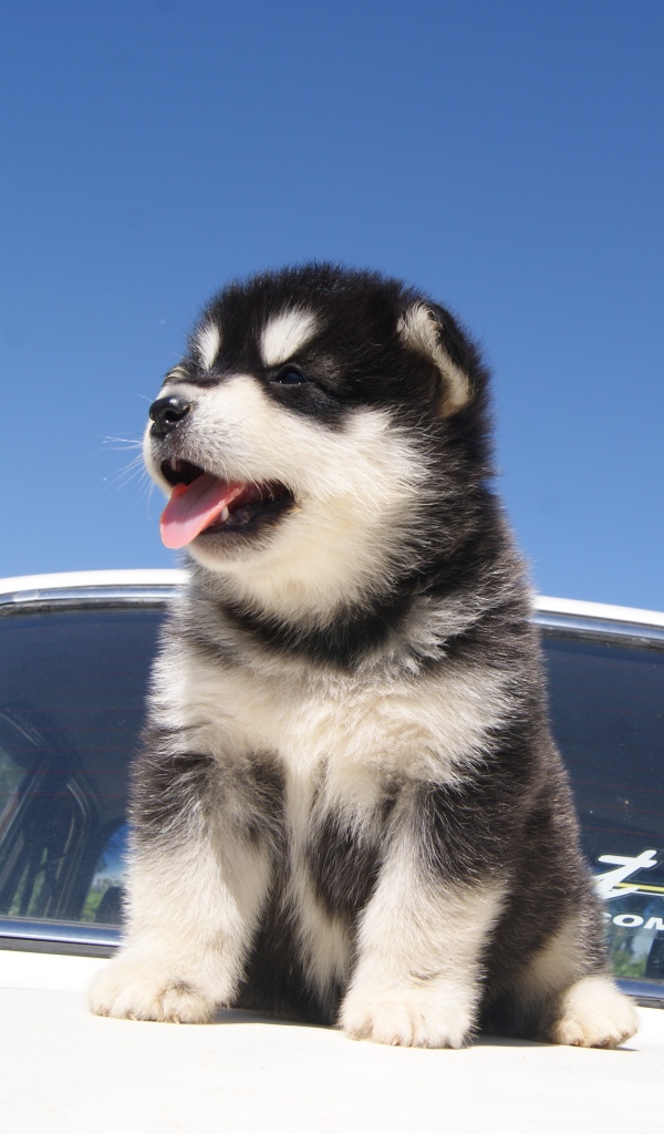 Щенок аляскинского маламута на капоте машины