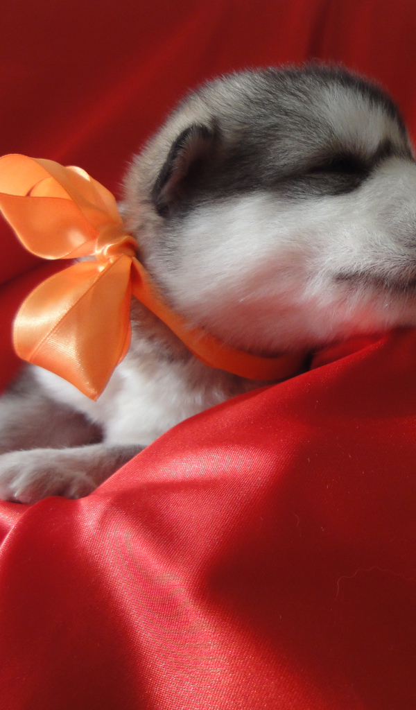 Щенок аляскинского маламута с бантом