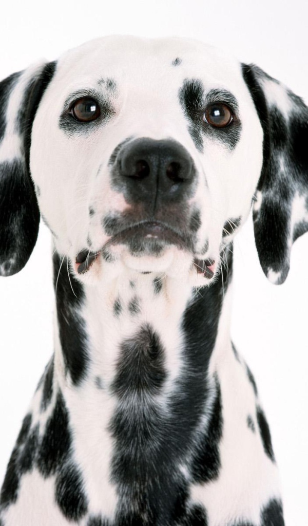 Удивительный далматин