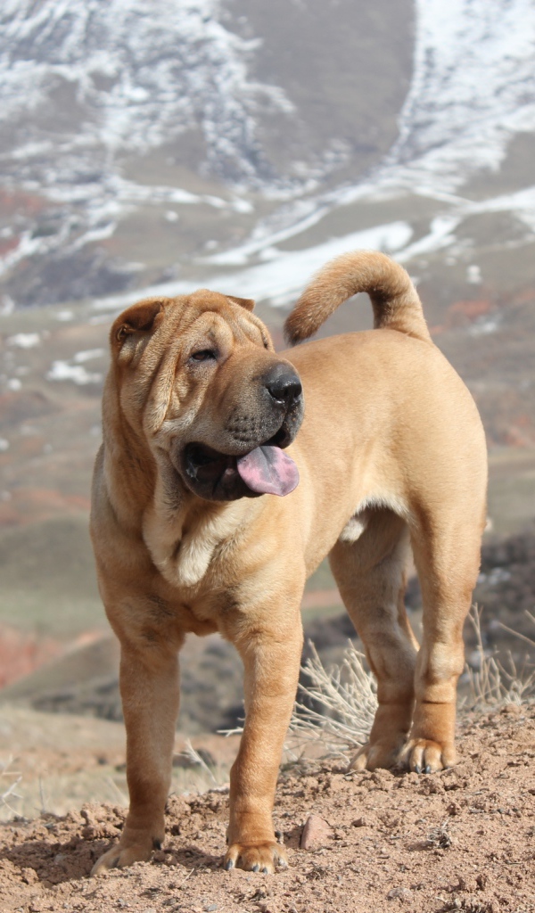 Удивительный Шарпей в горах