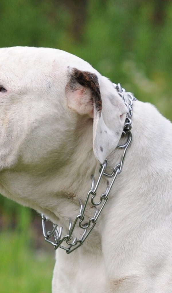 Американский бульдог на фоне природы