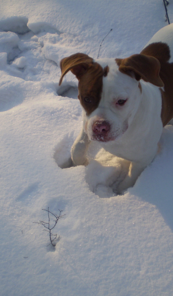Американский бульдог играет в снегу