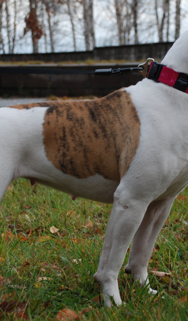 Американский бульдог кого-то увидел