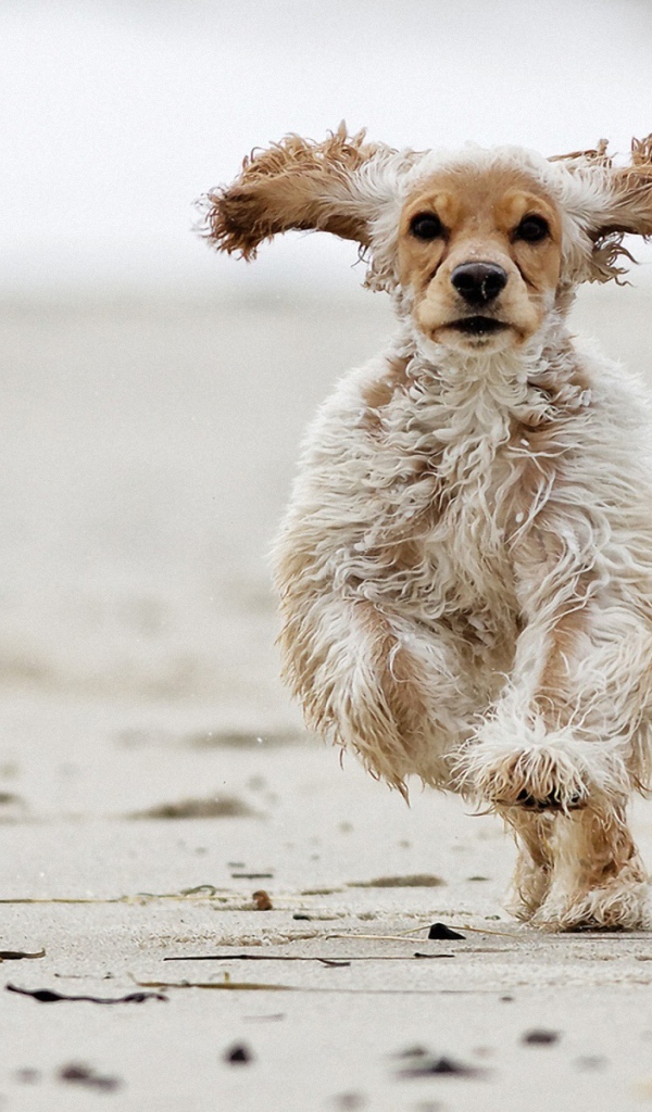 Американский кокер-спаниель бежит по песку