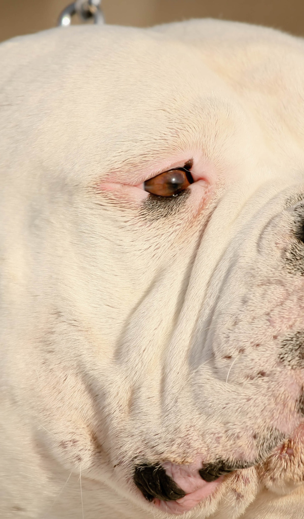 Американский бульдог крупным планом