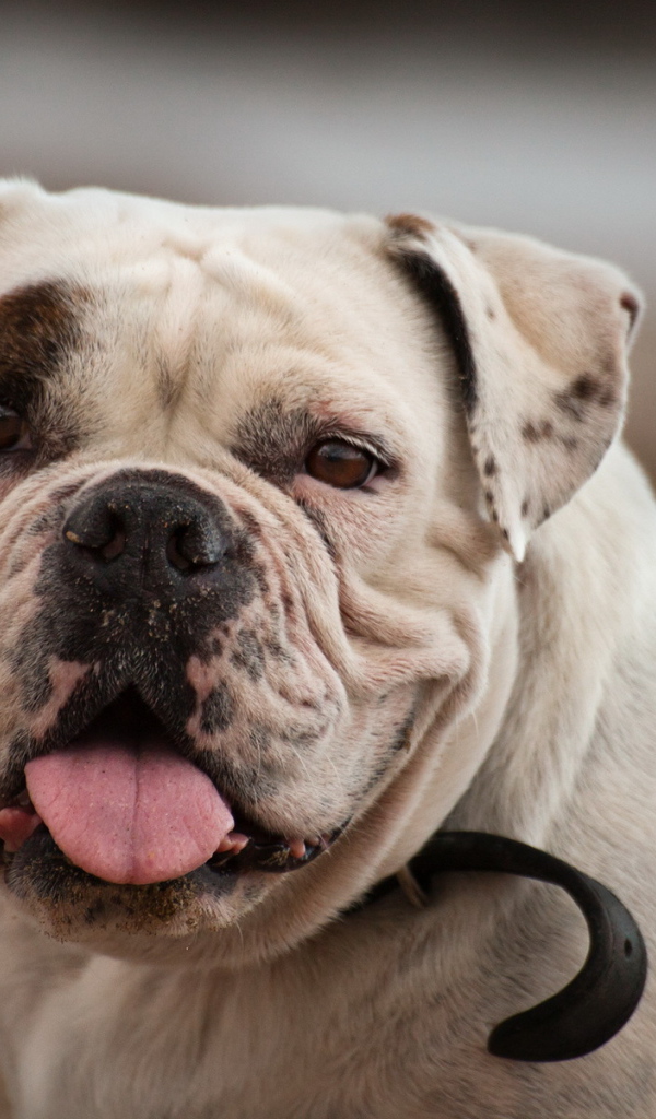 Американский бульдог смотрит на фотографа