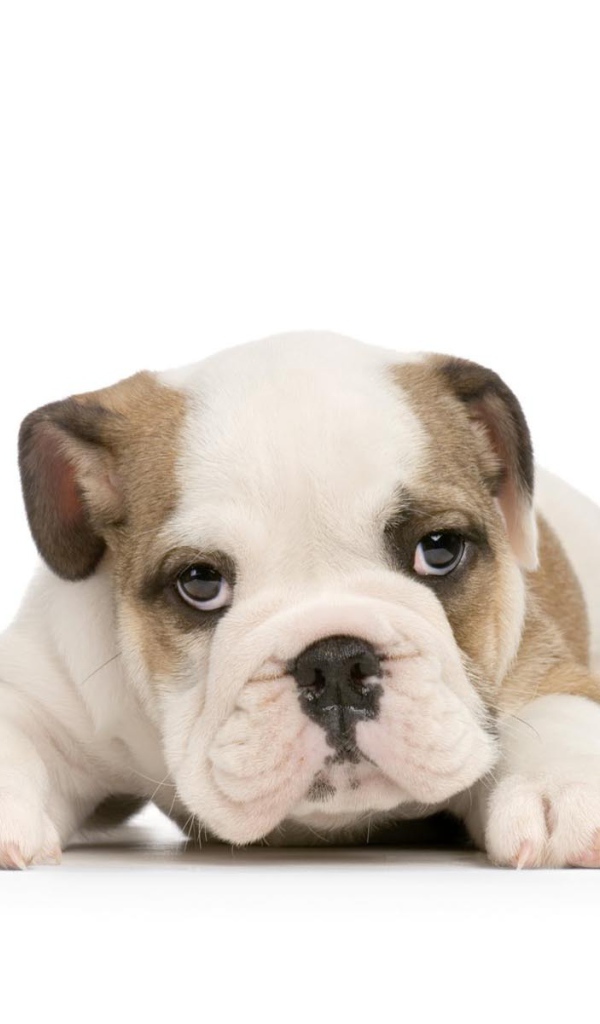 Щенок американского бульдога на белом фоне