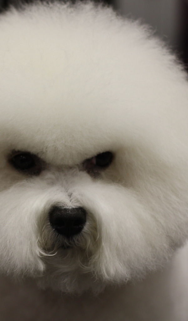 Злая собака породы бишон-фриз