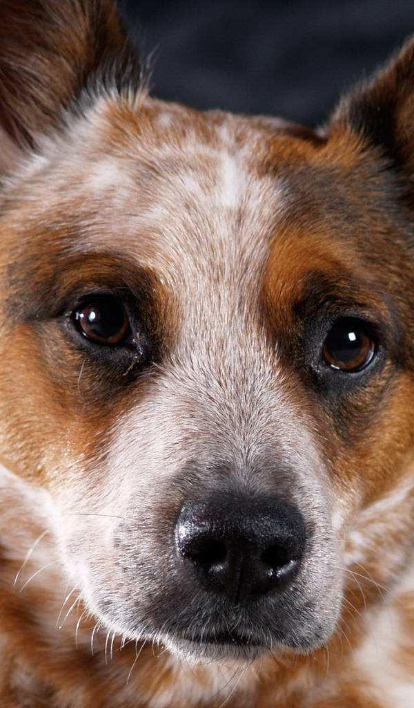 Австралийская пастушья собака крупным планом