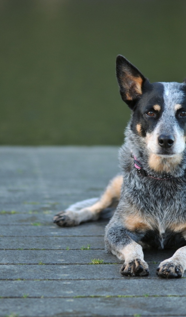 Австралийская пастушья собака на деревянном мосту