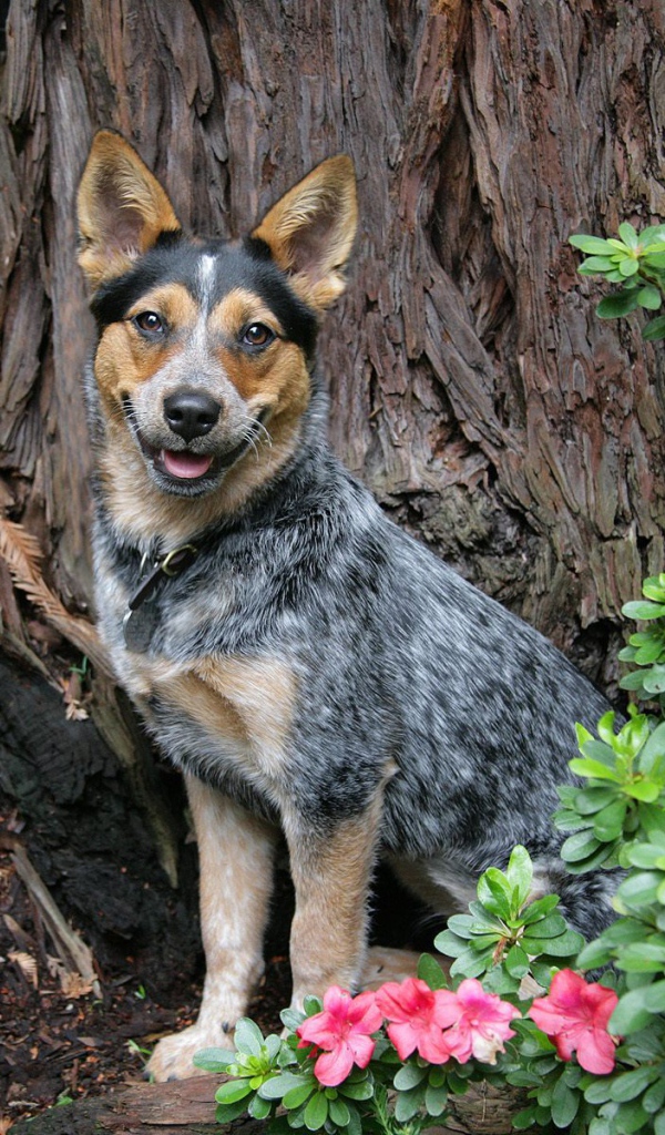 Австралийская пастушья собака возле дерева