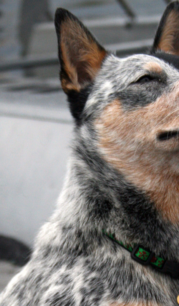 Австралийская пастушья собака щурится