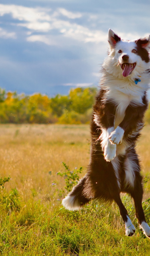 Австралийская овчарка в прыжке