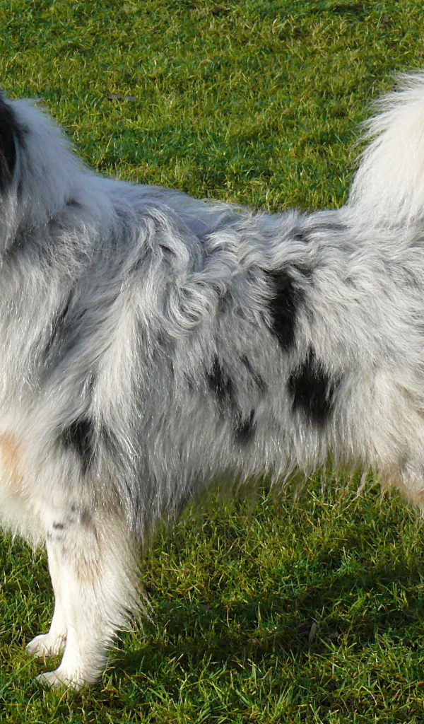 Австралийская овчарка на траве