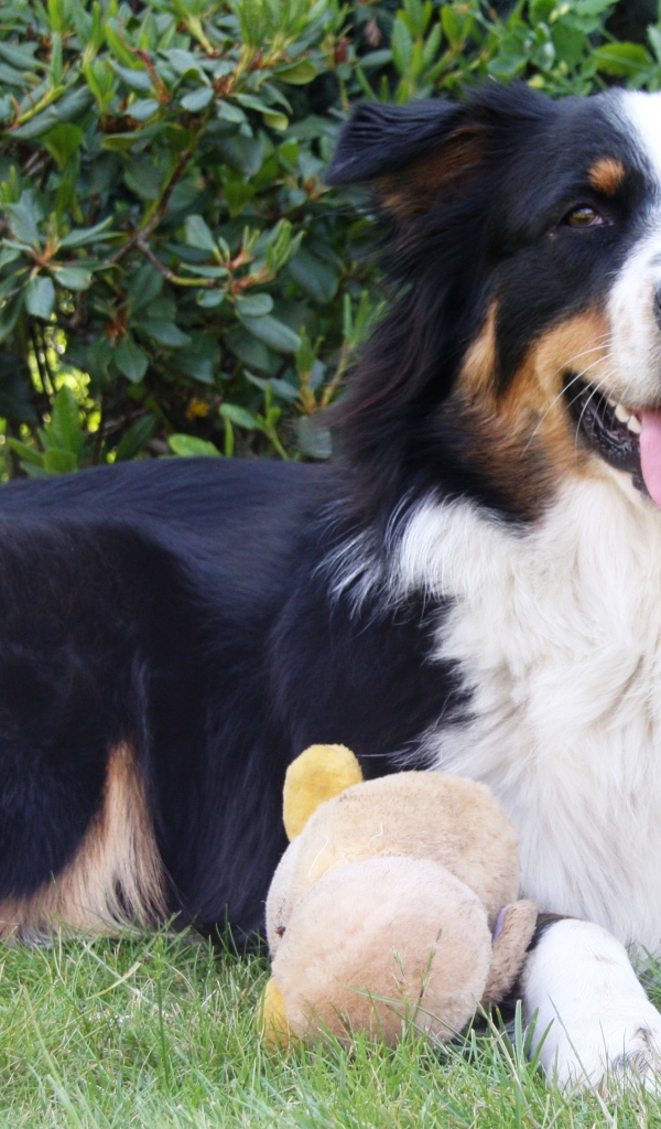 Австралийская овчарка с игрушкой