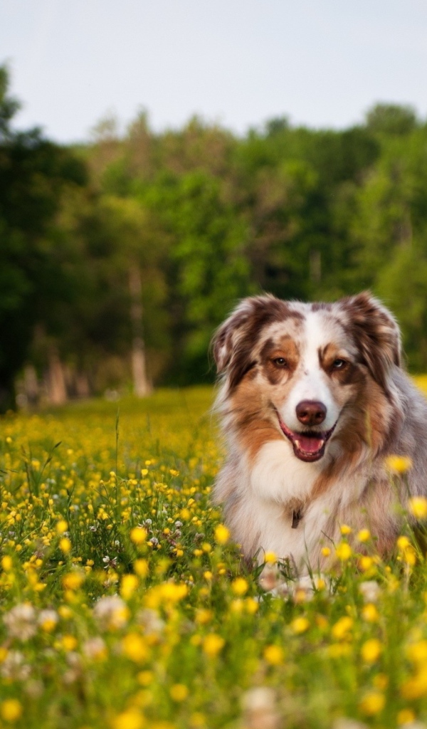 Австралийская овчарка в одуванчиках
