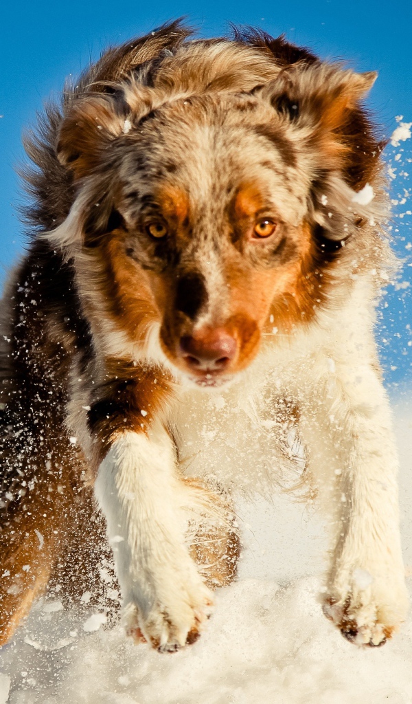 Австралийская овчарка в снегу