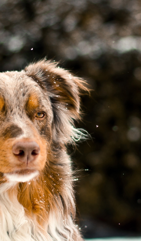 Австралийская овчарка зимой