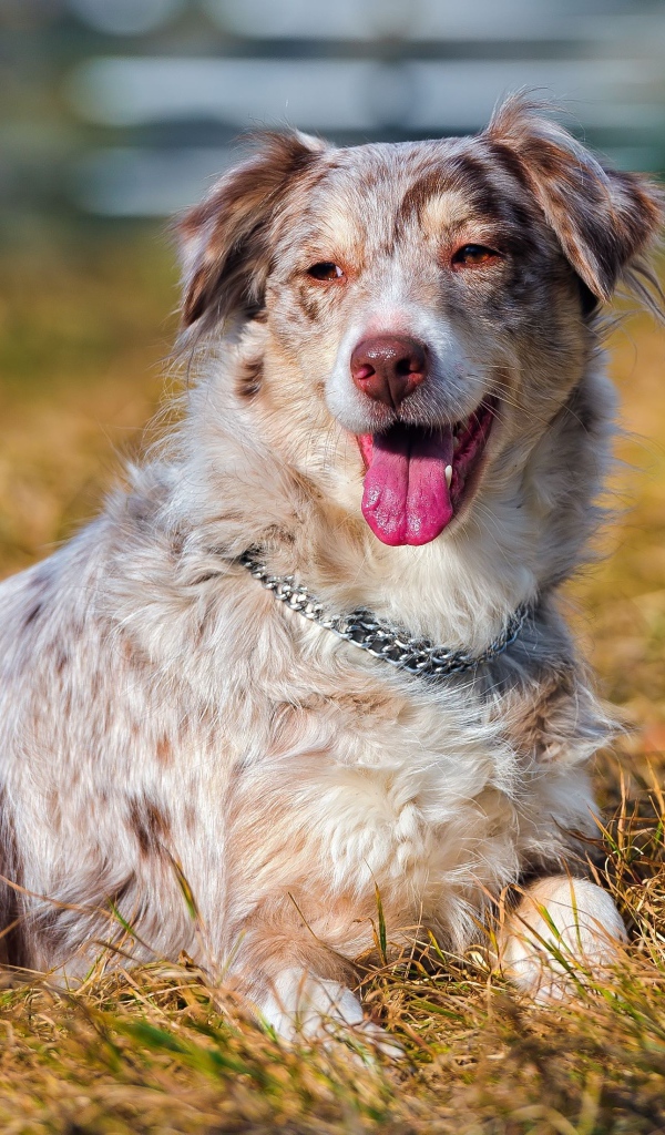Австралийская овчарка на высохшей траве