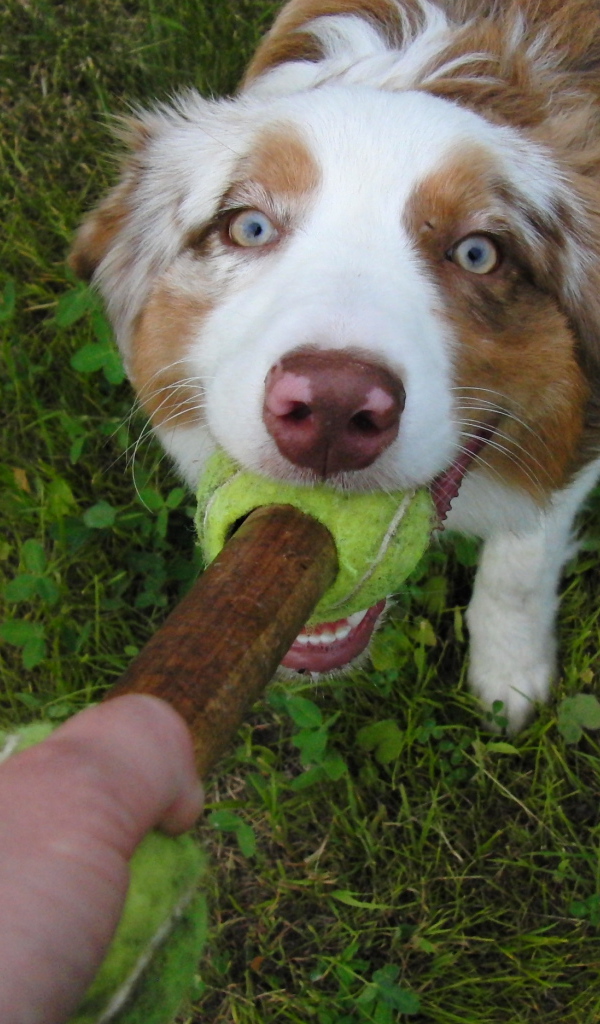 Австралийская овчарка играет с хозяином