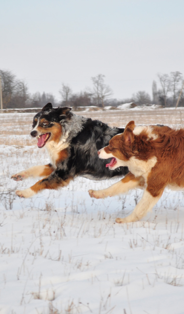 Австралийские овчарки бегут зимой