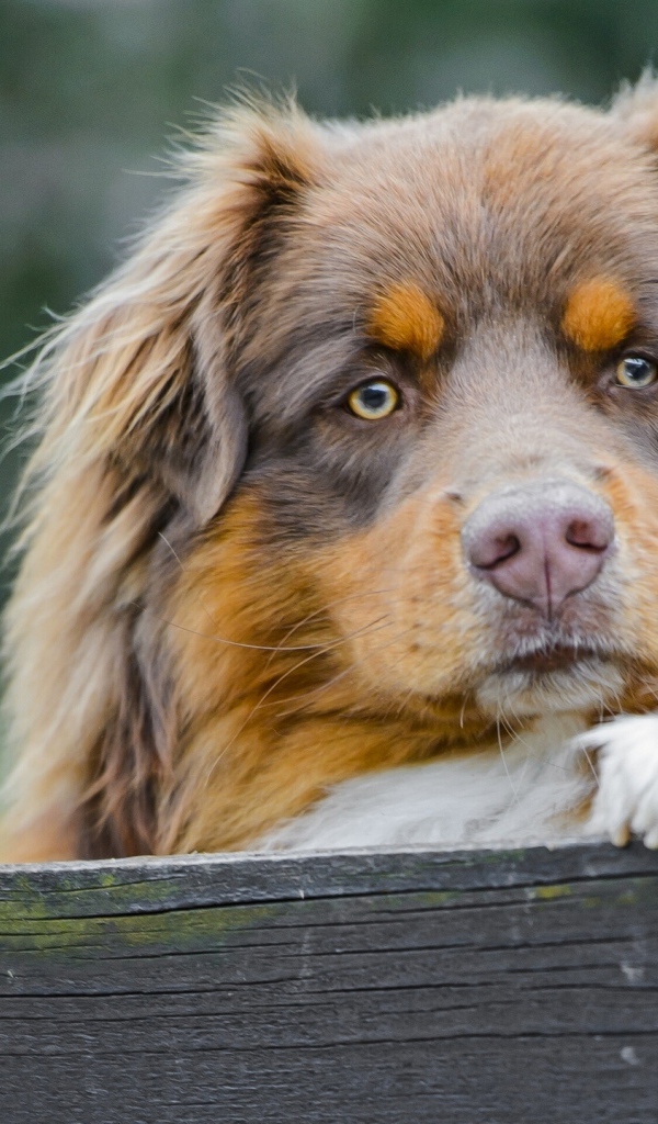 Австралийская овчарка охраняет территорию