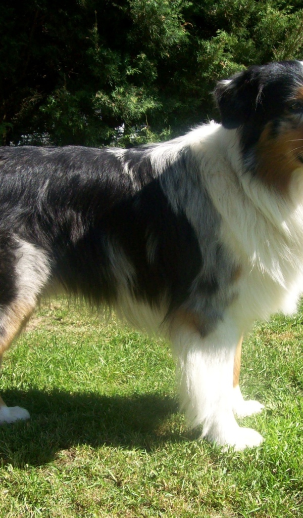 Австралийская овчарка засмотрелась