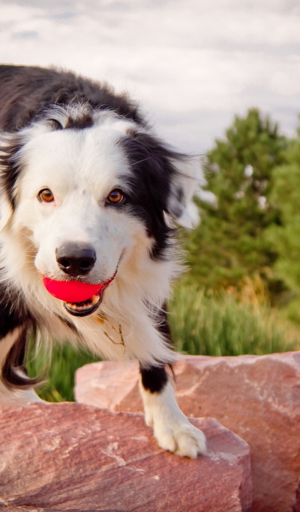 Австралийская овчарка с мячом