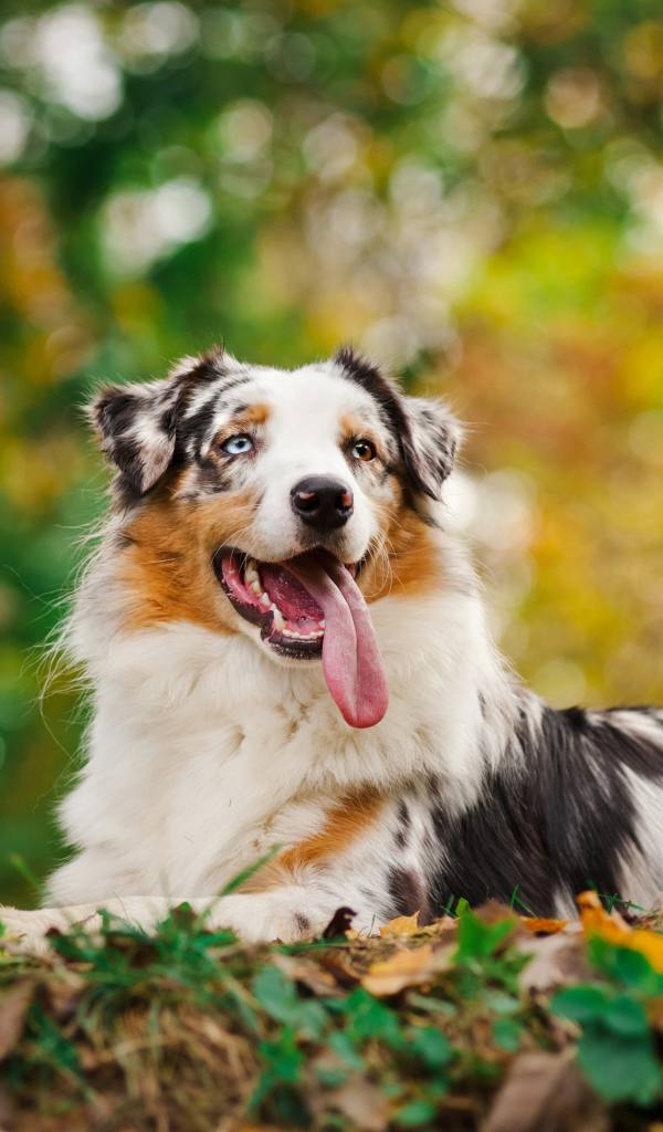 Австралийская овчарка с длинным языком