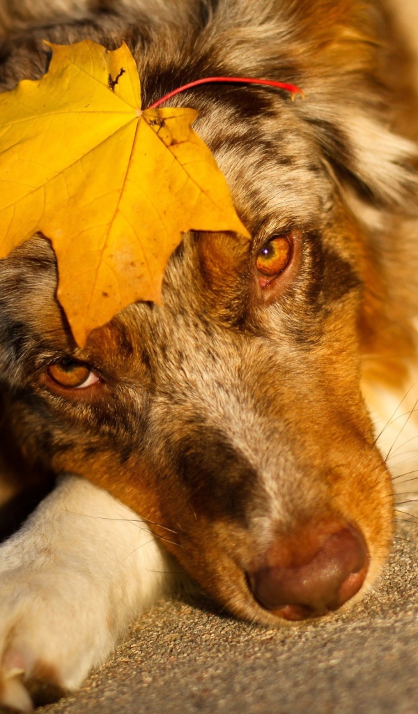 Австралийская овчарка с кленовым листом